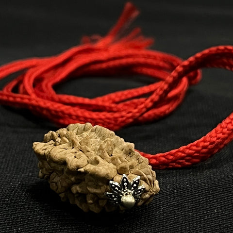 Japaksh 2 Mukhi Rudraksh with Lab Certificate