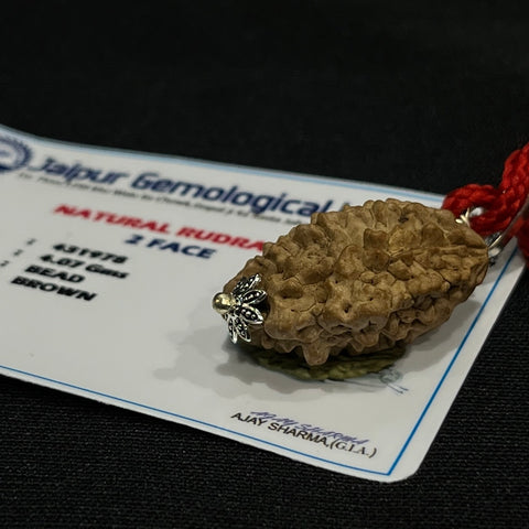 Japaksh 2 Mukhi Rudraksh with Lab Certificate